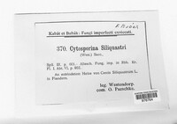 Diplodia siliquastri image